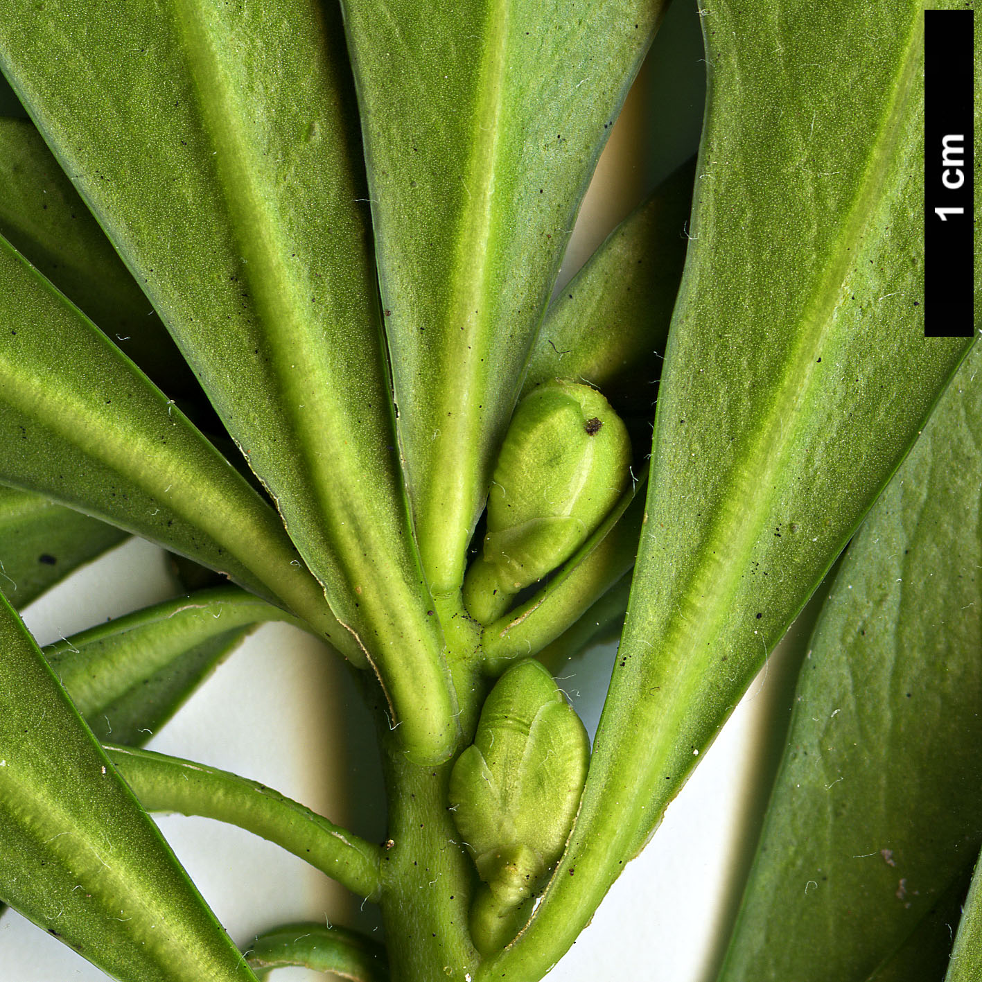 High resolution image: Family: Thymelaeaceae - Genus: Daphne - Taxon: laureola - SpeciesSub: subsp. philippi